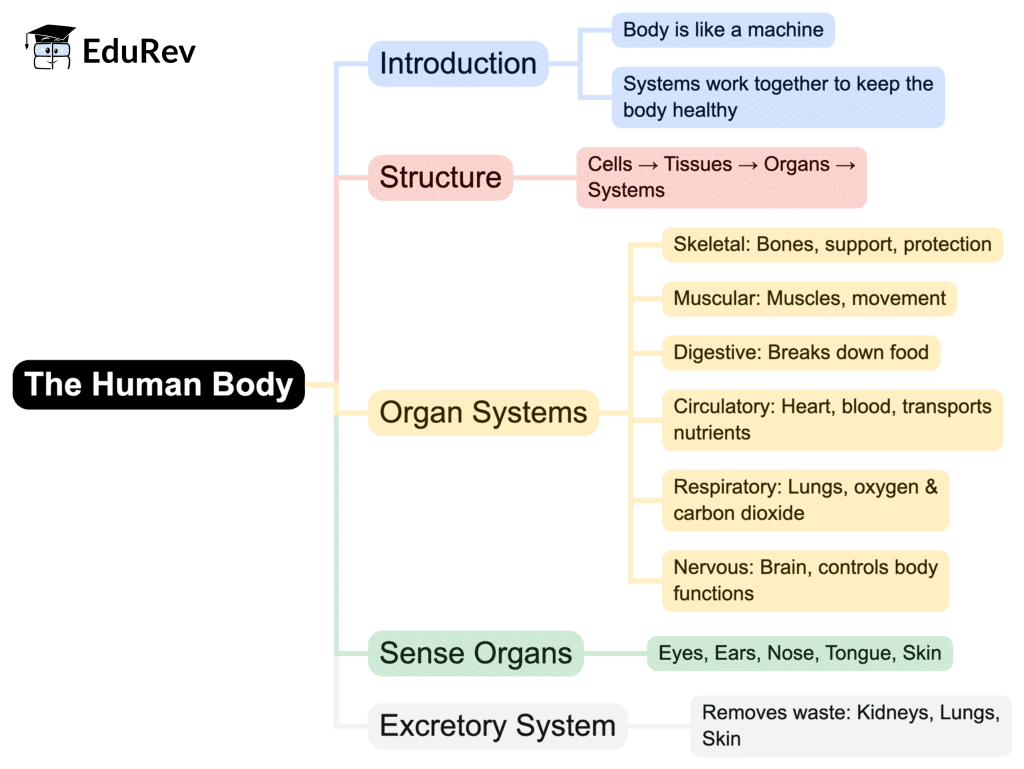Mind Map: Human Body: Organ Systems | Science for Class 3