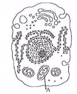 Biology Question Image
