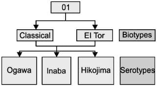 Vibrio Chapter Notes | Microbiology - NEET PG
