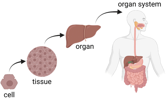 The Invisible Living World: Beyond Our Naked Eye Chapter Notes | Science Curiosity Class 8 -  New NCERT
