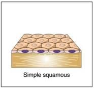 Tissue Notes.... - Class 9