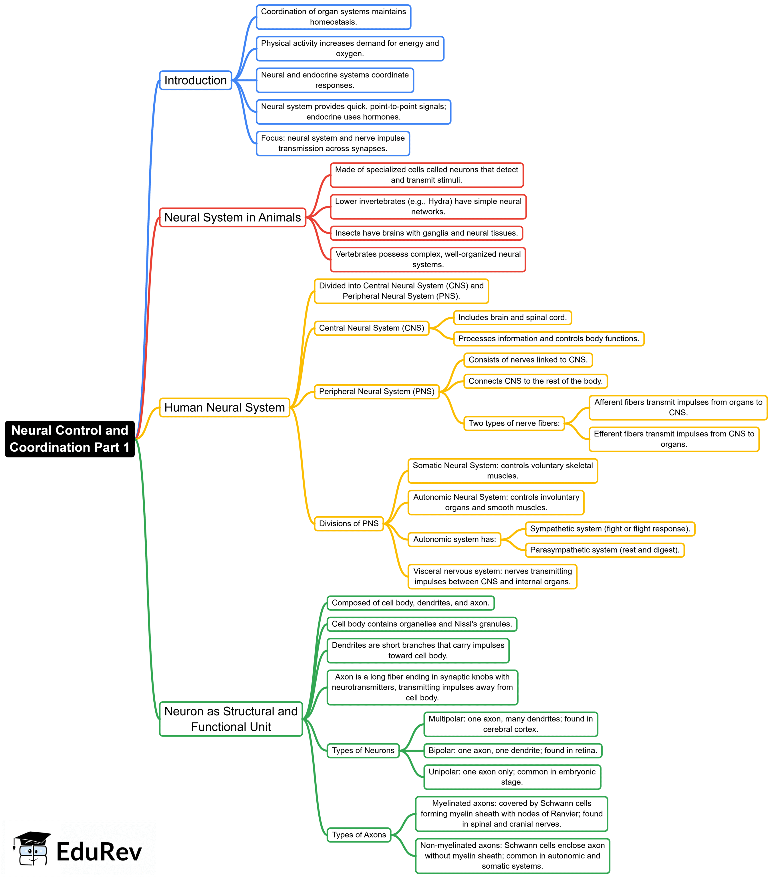 Mind Map: Neural Control and Coordination