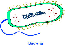 Classification : Diversity in Living Organisms Notes - Class 9