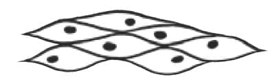 Cells differ in shape and size
