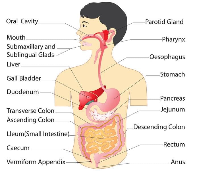 Digestive System 101