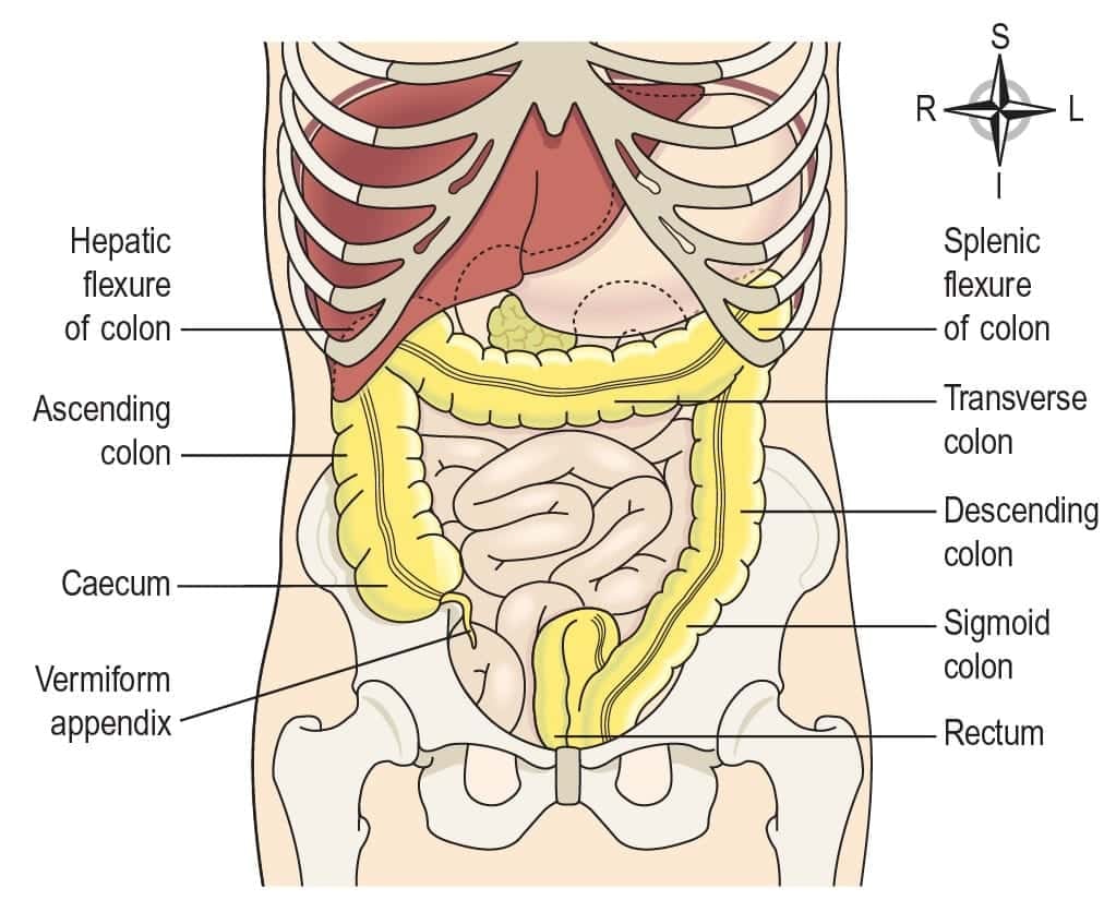 The Digestive System - 2 Chapter Notes - Anatomy and Physiology in Health
