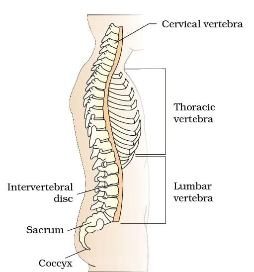 Important Diagrams: Locomotion and Movement | Biology Class 11 - NEET