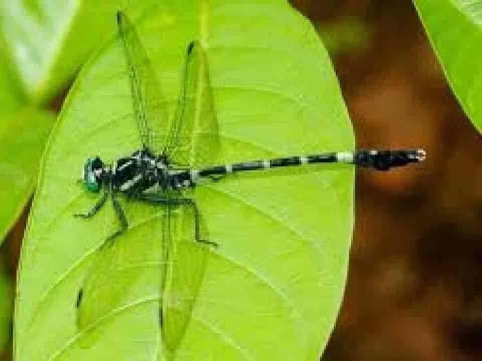 Discovery of Lyriothemis abrahami