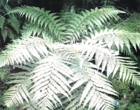 Classification of Plants Chapter Notes | Biology Class 7 ICSE