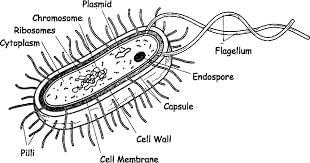 NEET Previous Year Questions (2016-2025): Cell: The Unit of Life | Biology Class 11
