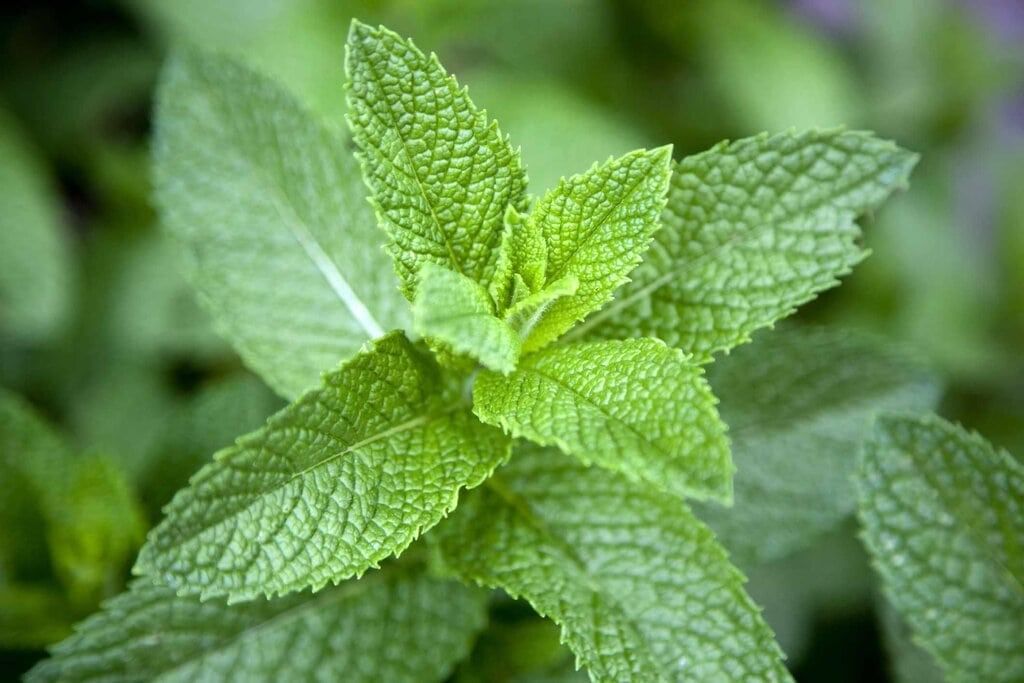 Important Words: Getting to Know Plants | EVS Class 3: The World around us (Our Wondrous World)