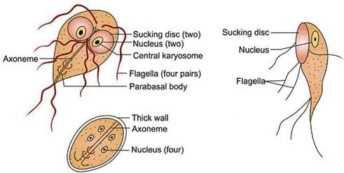 Flagellates Chapter Notes | Microbiology - NEET PG