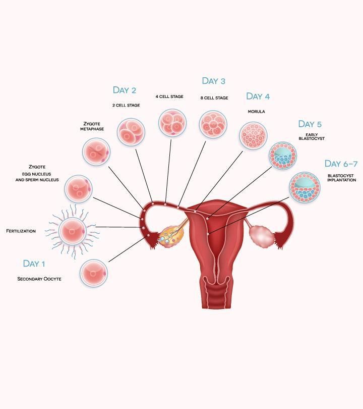 Revision Notes: The Reproductive System | Biology and Biochemistry for MCAT
