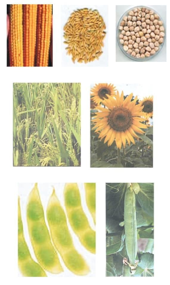 Important Diagrams: Improvement in Food Resources | Science Class 9