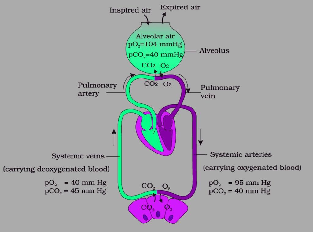 Exchange of gases at the alveolus and the body tissues with blood and transport of oxygen and carbon dioxide