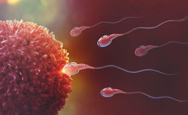 Revision Notes: The Reproductive System | Biology and Biochemistry for MCAT