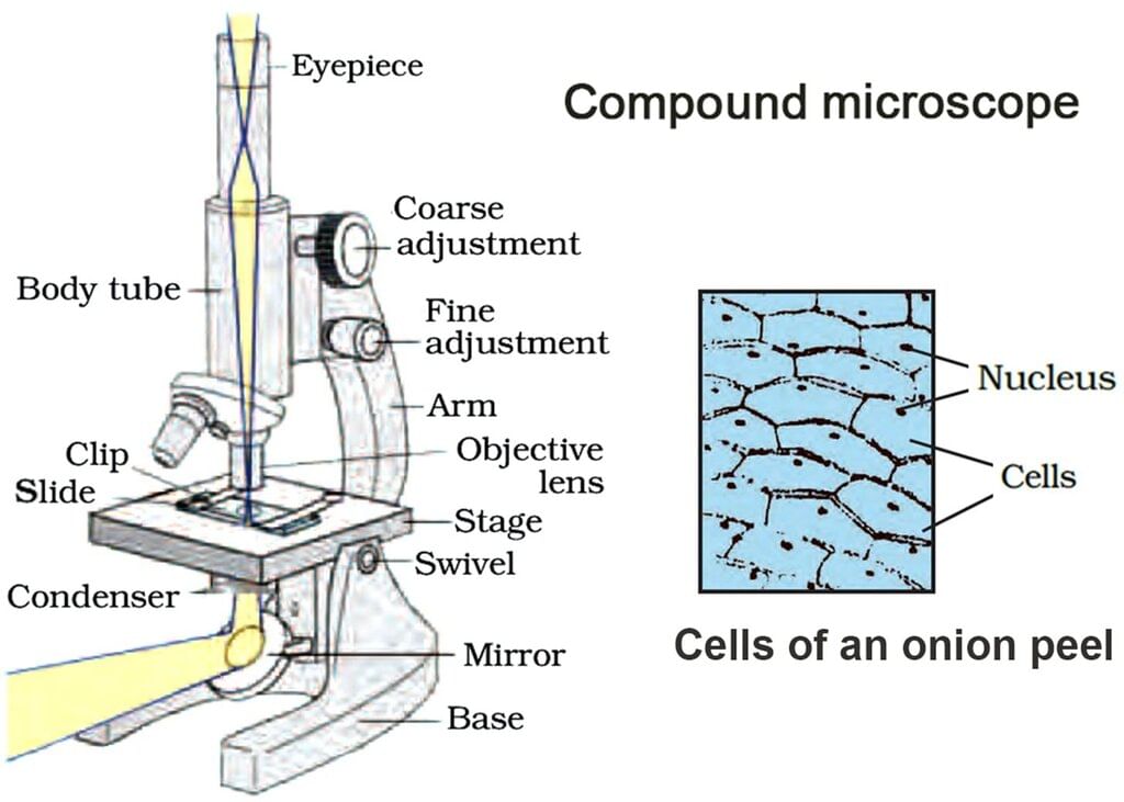 Cell, Types of Cell and Organisms | Science & Technology for UPSC CSE