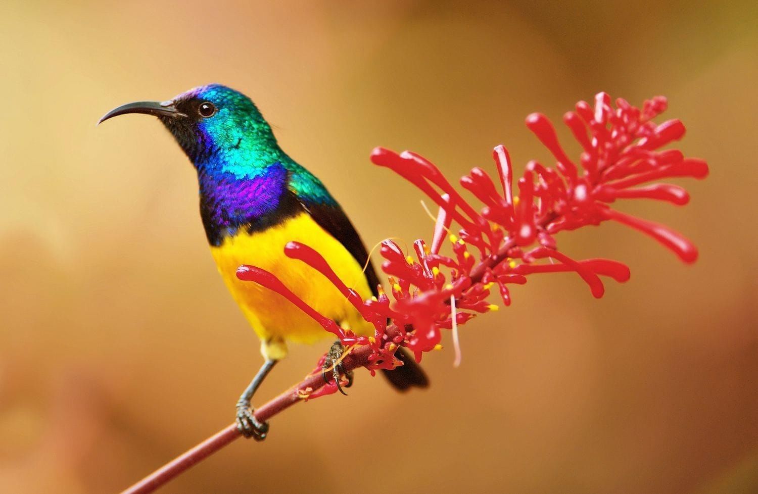 Sunbird Facts (Family Nectariniidae)