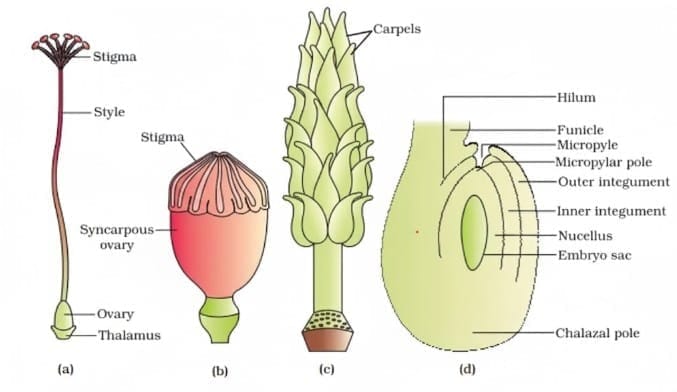 5. Types of Pistil and Anatropous Ovule