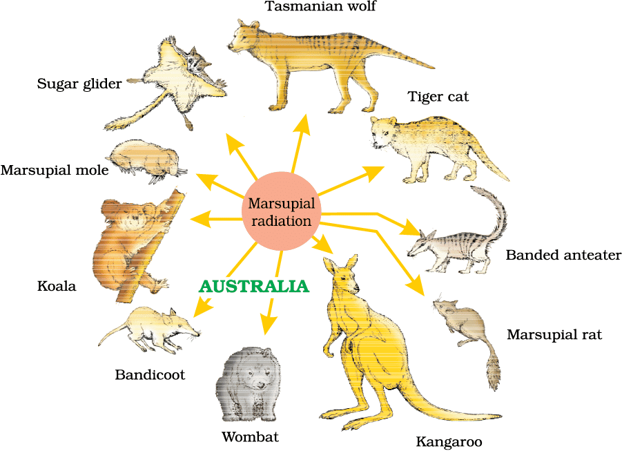 Adaptive radiation of marsupials of Australia