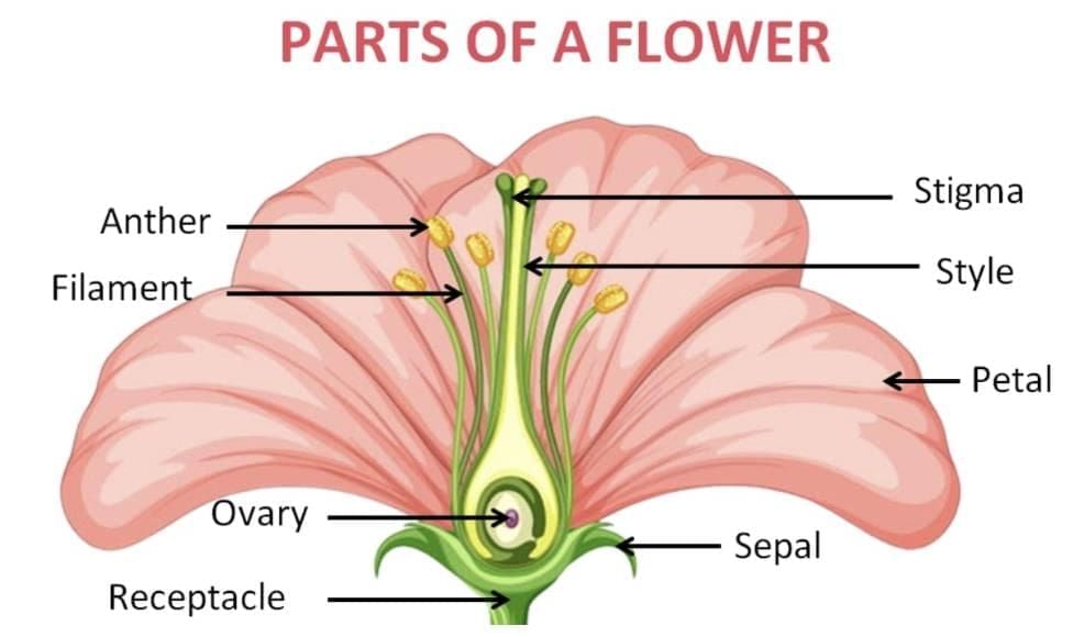 Important Definition: How do Organisms Reproduce? | Science Class 10