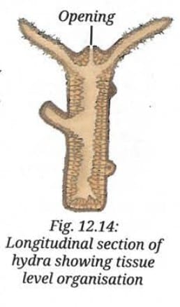 Cnidaria -True tissues and active feeding