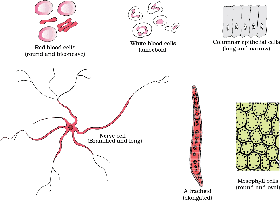 Cheat Sheet : Cell - The Unit of Life | Biology Class 11 - NEET