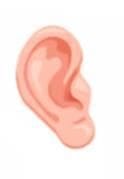 Ear