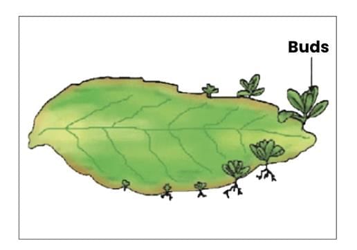 Important Diagrams: How do Organisms Reproduce? | Science Class 10