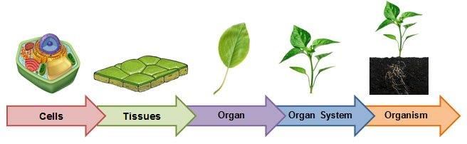 Tissue Notes.... - Class 9