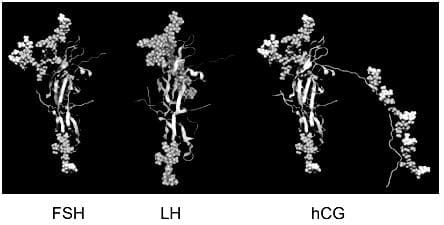 Folliculogenesis and the `Follicular Phase`