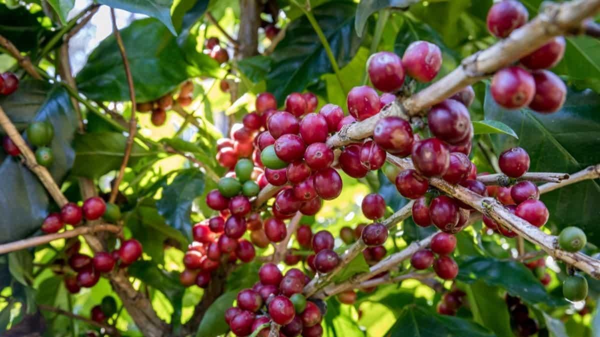 Revision Notes: Agriculture in India II-Cash crops | Geography Class 10 ICSE