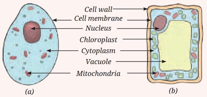 A schematic drawing of (a) An animal cell and (b) A plant cell. (The colours are to show different parts of the cell)