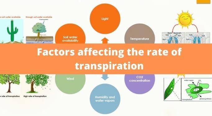 Revision Notes: Transpiration | Year 9 Science IGCSE (Cambridge) - Class 9
