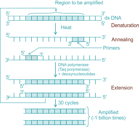 NEET Previous Year Questions (2016-2025): Biotechnology: Principles & Processes | Biology Class 12