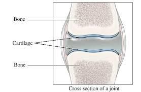 Tissue Notes.... - Class 9