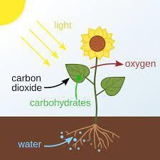How Do Plants Make Their Food - 2 Class 6 Worksheet Science