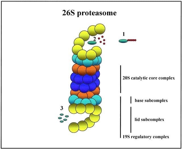 Proteasome
