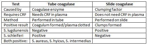 Staphylococcus Chapter Notes | Microbiology - NEET PG