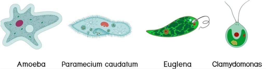 Cell, Types of Cell and Organisms | Science & Technology for UPSC CSE