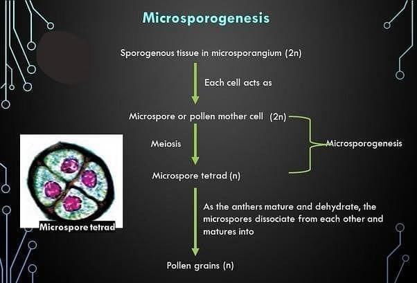 Short & Long Answer Questions: Sexual Reproduction in Flowering Plants | Biology Class 12 - NEET