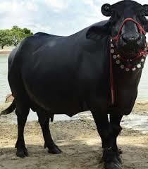 Cattle Breeds of Rajasthan | RPSC Preparation: All subjects - RPSC RAS (Rajasthan)