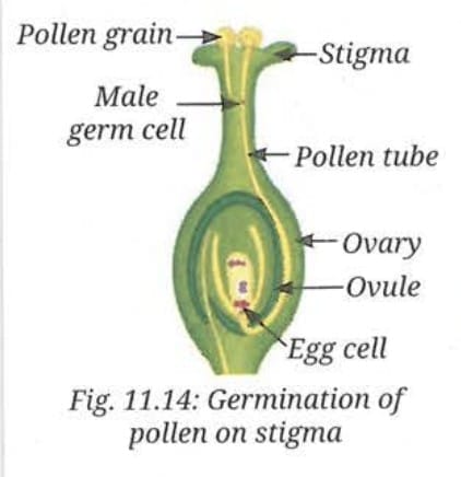 11.2.5 Fertilisation and Seed Formation