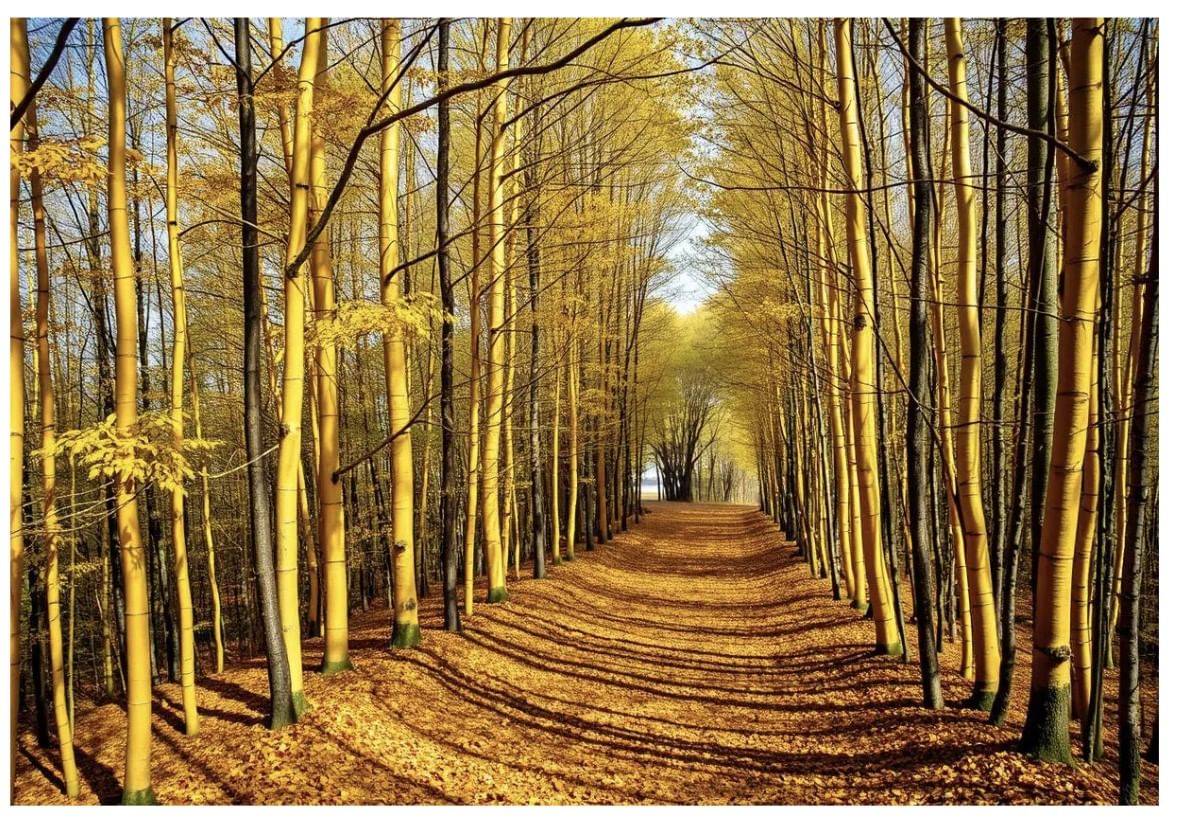Class 9 Beehive Poem Chapter 1 Question Answers - The Road Not Taken