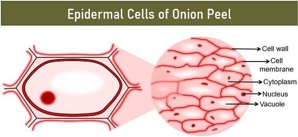 The Fundamental Unit of Life Class 9 Notes Science Chapter 5