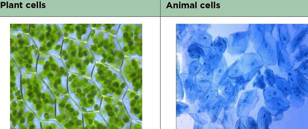 ACTIVITY: Identify differences between plant and animal cells