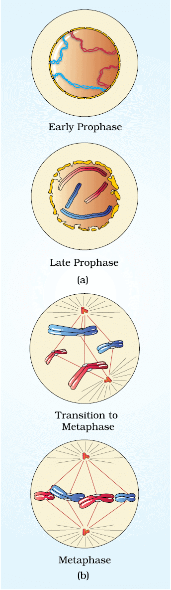 Cheat Sheet : Cell Cycle and Cell Divison | Biology Class 11 - NEET