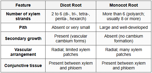 4.3 Comparison: Dicot vs Monocot Root