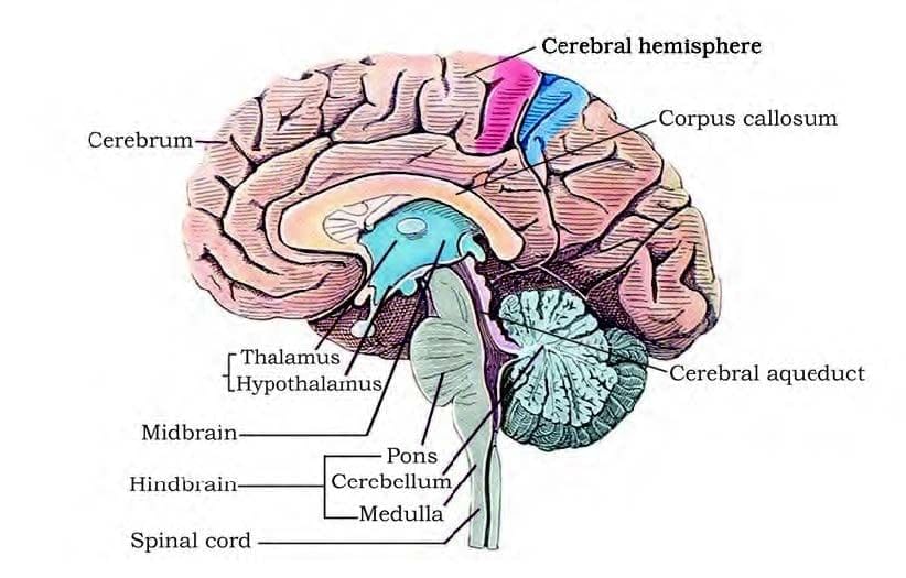 The Human Brain | Biology Class 11 - NEET