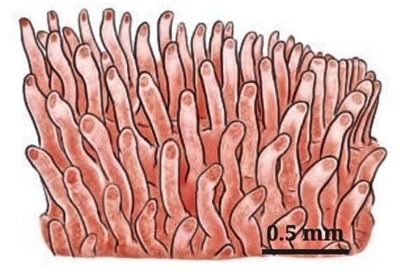 Life Processes in Animals Class 7 Notes Science Chapter 9 Free PDF